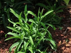 ����������Ƚⶾ��������Ч ��֪����