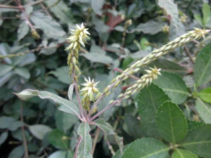 ϥ������Щ��; ����ţϥ�Ĺ�Ч����