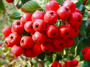 ɽ�Ҳ�ܰ����Ŷ� ɽ髵����ݹ�Ч