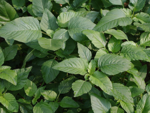 ���Ȳ˵Ĺ�Ч������ ���Ȳ˵�����