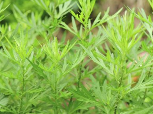 ��ĸ��ʲôʱ��Ժ� ��ĸ����ô�ԱȽϺ�