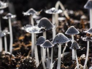 Ģ����������Щ ���ȥ��Ģ����ζ