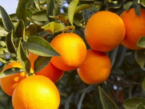 ���Ӳ�����ƹ�ͬʳ�� һ�𿴿�����Щ���ɰ�