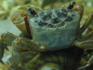 ���Ĺ�Ч���� ����ҩ�ü�ֵ