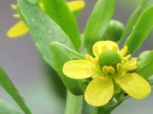 ʯ��������Щ��Ч ʯ���ǵ��÷�