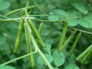 �����Ĺ�Ч���� ��������Щҩ�ü�ֵ