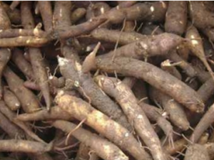 �����ڵ�ҩ�ü�ֵ �����ڵĹ�Ч����