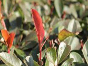 ��ҩ��֬���εķ��� ��ҽ����֬���ε�ƫ��