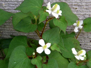 ��ҩ����ķ�������Щ ��ҩ����Ľ���