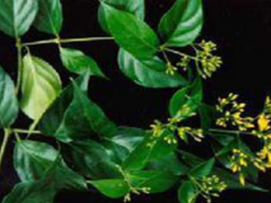 ���ҩ�Ĺ�Ч���� ���ҩ�ı��淽��