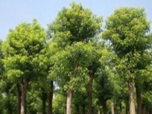 ��Ҷ���Ĺ�Ч���� ��Ҷ���Ĺ�������