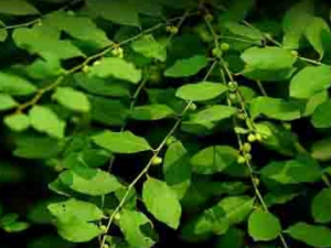 һҶ�c�Ĺ�Ч���� һҶ�c��ҩ�ü�ֵ