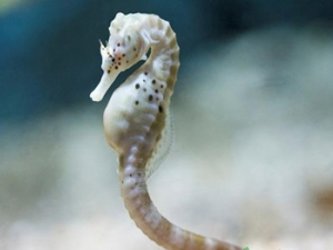 ������ʲô�ݾ�Ч���� �ʺ�����ô��