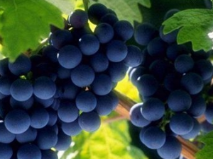 ����ȥ��Ҫע��ʲô ����ȥ��ʳ������Щ