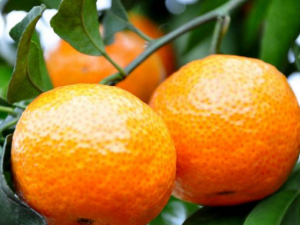 ���ֳ���ˮ������ѡ���� һ����ѧѧ��