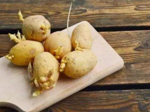 ��Щʳ�﷢ѿ�ܳ� ��Щʳ�﷢ѿ���ܳ���֪����