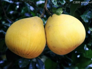 ʲô�������Ӻó� �����ѡ����