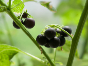 �����Ĺ�Ч������ ������ʳ�÷���