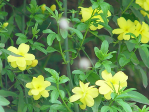 ˮ��ҩ�Ĺ�Ч ˮ��ҩ�Ĺ�������