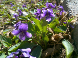 С�����ض��Ĺ�Ч С�����ض�����Ҫ����