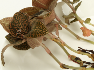 ��������������Щ��Ч ����������������