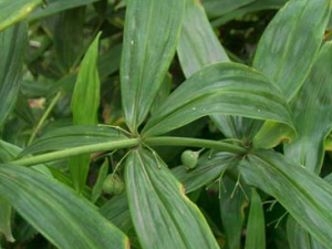 �ƾ�����Щ��Ч �ƾ��Ĺ�������