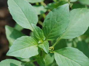 ��������Щ��Ч���� ����Ĺ�������