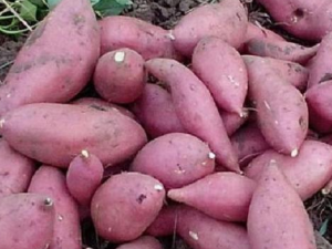 ������ô�Բź� ��γԺ���������