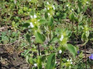 ���껨���Ĺ�Ч���� ���껨����ҩ�ü�ֵ