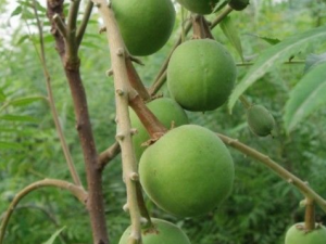 �Ĺ�ľ����Щ��Ч �Ĺ�ľ�Ĺ�Ч����