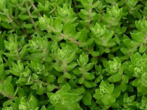 ���������Щ���� ����ݵĹ�Ч