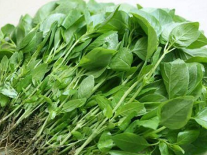 ������Ĺ�Ч ���������Щ������