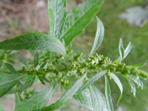 ������Ĺ�Ч���� ������Ĺ�������