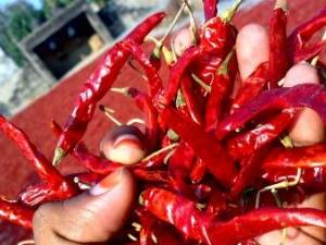 ĳЩ������Ƥ����ڵ����� Ƥ�����������˷�ɫ������