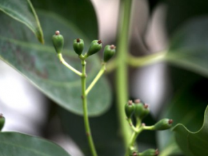 ��ľ����Ĺ�Ч���� ��ľ�����ҩ�ü�ֵ