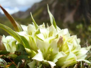 ѩɽ�ʲݵĹ�Ч ѩɽ�ʲݵ��÷�