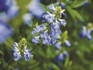 ѩɽ��β�ݵĹ�Ч ѩɽ��β�ݵ��÷�