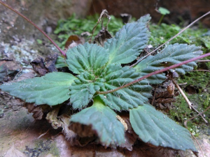 ��ë������̦�Ĺ�Ч ��ë������̦����;