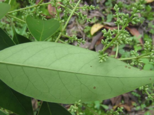 Ů��Ƥ�ƵĹ�Ч Ů��Ƥ�Ƶ����