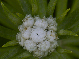 �������Ĺ�Ч ������������