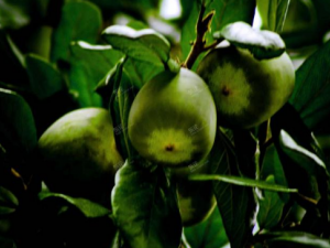 ��Դľ�����Ĺ�Ч ��Դľ����������