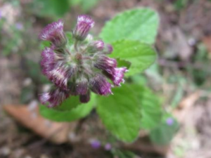 ��ë������Ĺ�Ч ��ë��������÷�