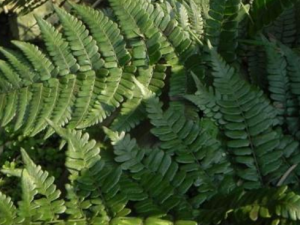 ������ëާ�Ĺ�Ч ������ëާ���÷�