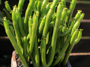 ��ɺ���Ĺ�Ч ��ɺ��������