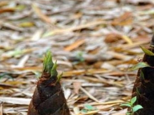 �����ܺ�ʲôһ��� ����ʳ�õ�ע������