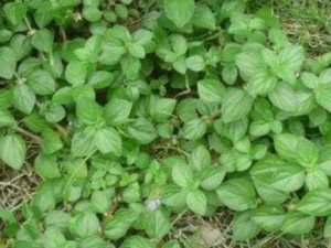 ��ˮ��Ĺ�Ч ��ˮ������Щ����