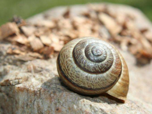 ��ţ�ǵĹ�Ч���� ��ţ�ǵĹ�������