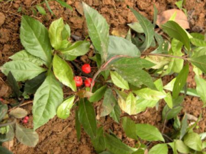 ���ز�Ĺ�Ч���� ���ز���÷�