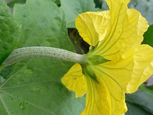 ˿�ϻ���ô�� ˿�ϵ�ʳ�ý���