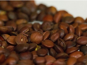 �����ʵ�Ӫ����ֵ �����ʵĹ�Ч����